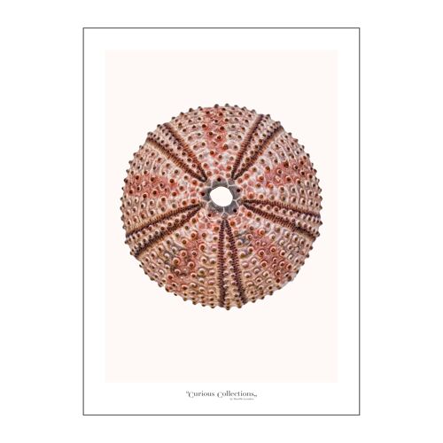 Poster Skelleton Sea Urchin
