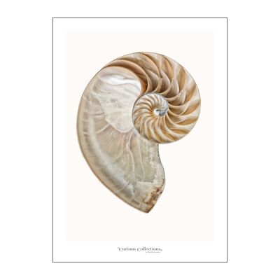 Plakat Big Fossil, Nautilus