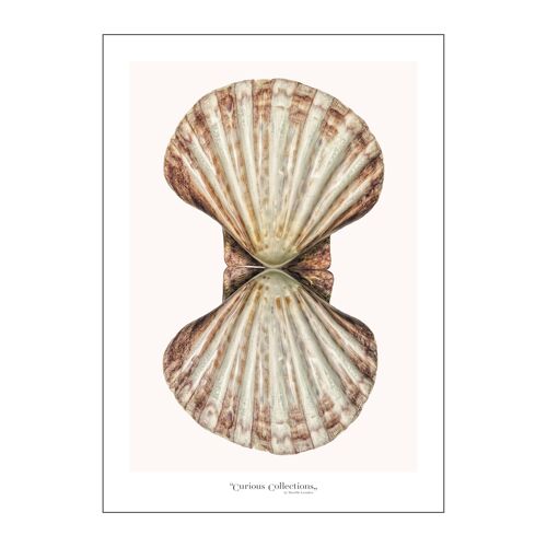 Poster Big  Shell, Scallop