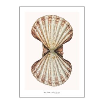 Affiche Big Shell, Pétoncle