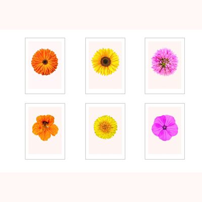 set of 6 cards A3 Wild Flowers