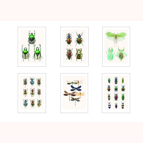 set of 6 cards A3 insects
