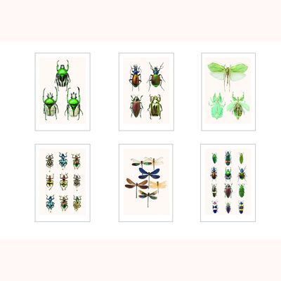 Satz von 6 Karten A3 Insekten