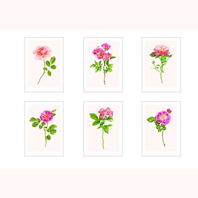 set of 6 cards A3 roses