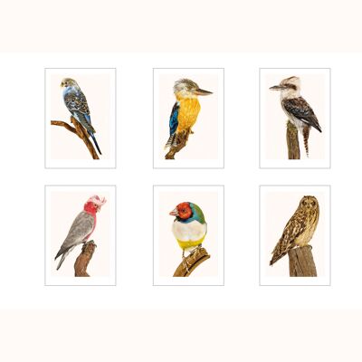 set of 6 cards A3 birds