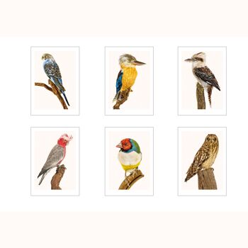 lot de 6 cartes A3 oiseaux