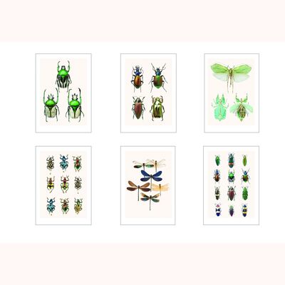 lot de 6 cartes A4 insectes