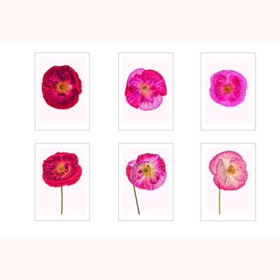 set of 6 cards A4 poppies