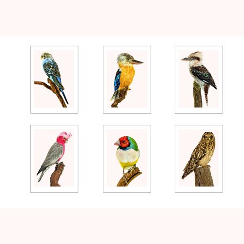 set of 6 cards A4 birds