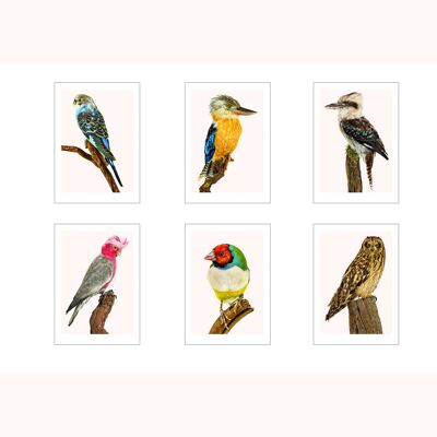set di 6 carte A4 uccelli