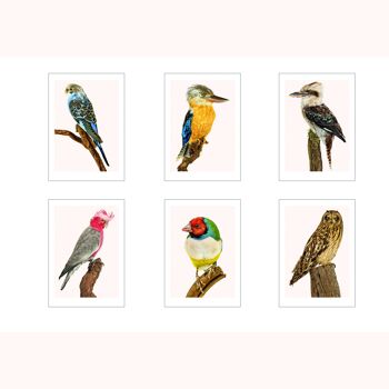 lot de 6 cartes A4 oiseaux