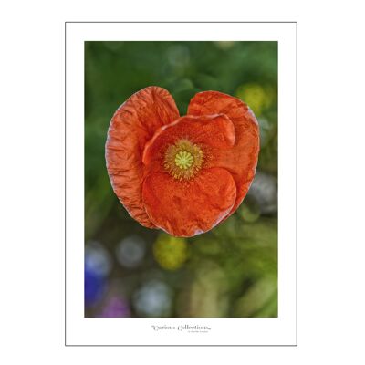Poster cuore Poppy