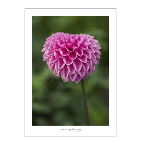 Poster heart Dahlia