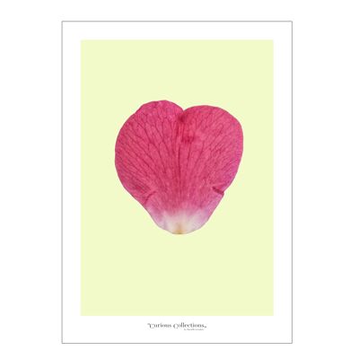Poster cuore Foglia di rosa