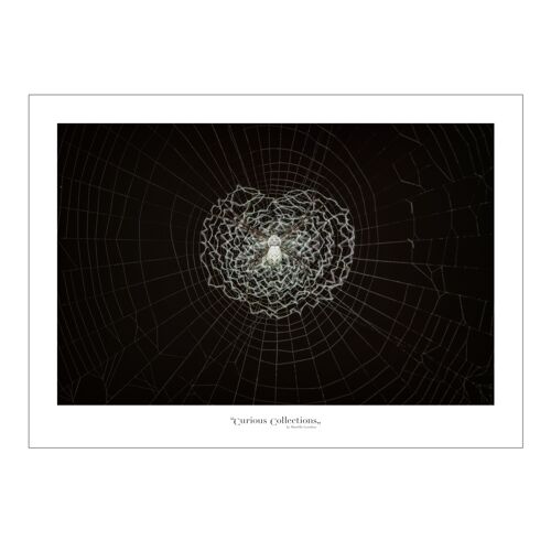 Poster heart Spiderweb