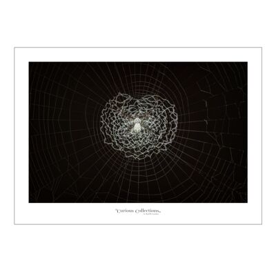 Plakatherz Spinnennetz