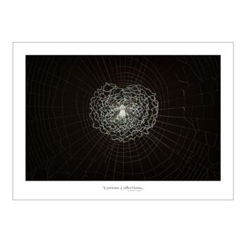 Poster coeur Spiderweb