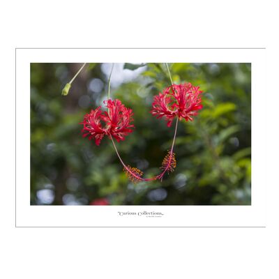 Póster corazón flores tropicales