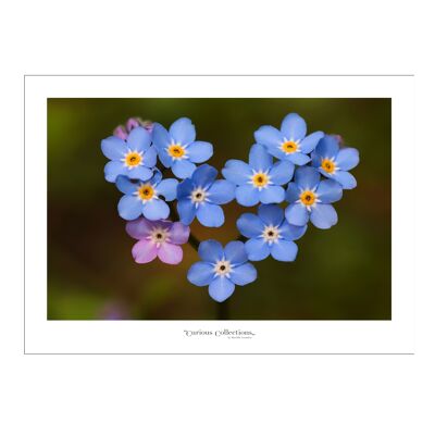 Poster heart Forget-me-not
