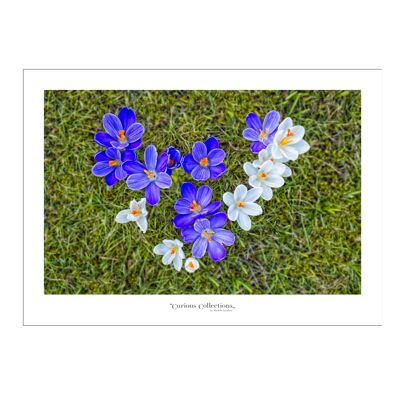 Poster cuore Crocus