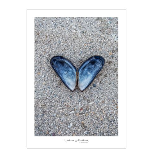 Poster heart Musselshells