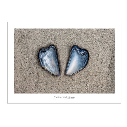 Poster heart Musselshells 02