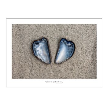 Poster Coeur Moules 02