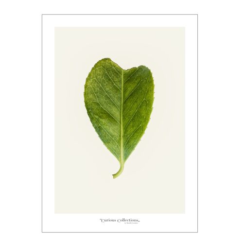 Poster heart Green leaf