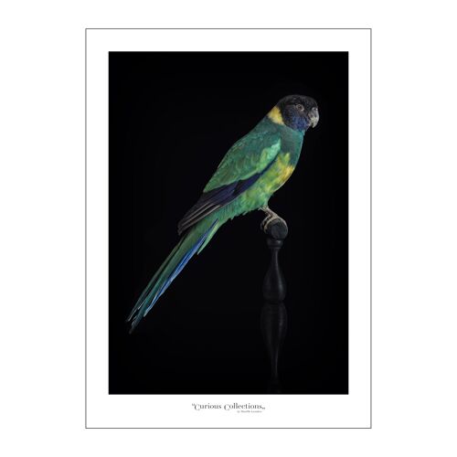 Poster Green Parakeet