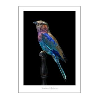 Poster Oiseau chantant violet