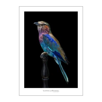 Poster Singing Bird Purple