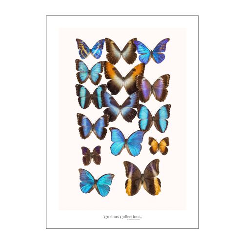 Poster Collection Butterflies 01