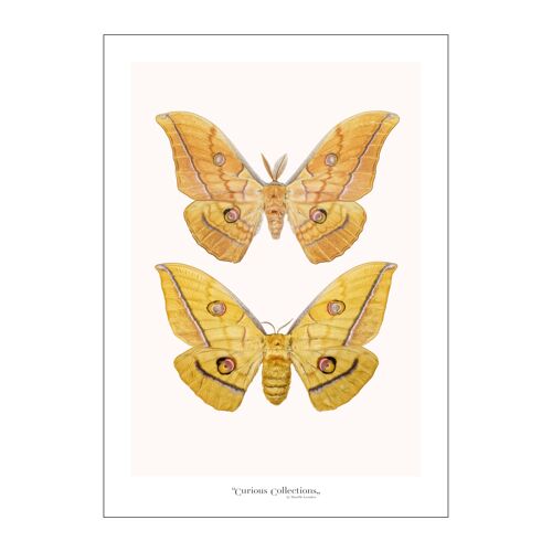 Poster Moths 01