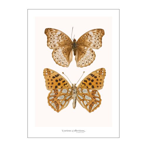 Poster Moths 02
