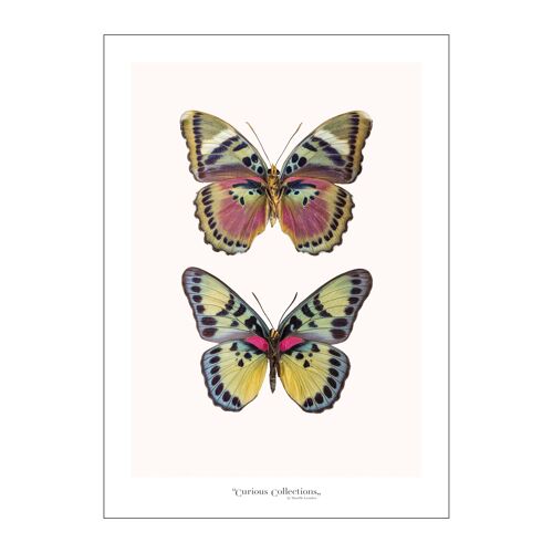 Poster Pair of Butterflies 01