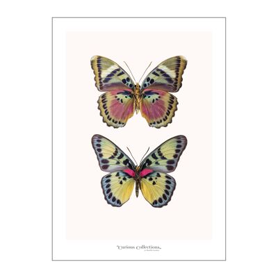 Plakatpaar Schmetterlinge 01
