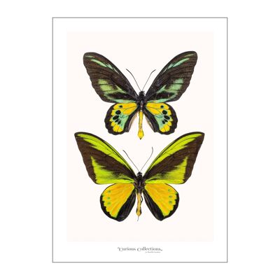 Poster Paire de papillons vert