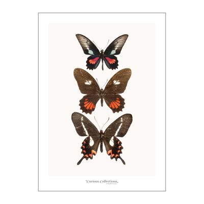 Póster Fila de 3 mariposas