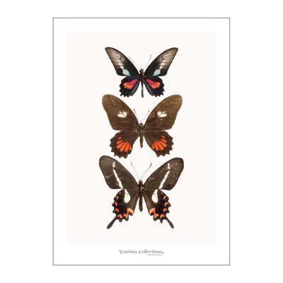 Poster Row of 3 Butterflies