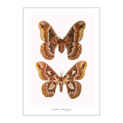Poster Moths 03