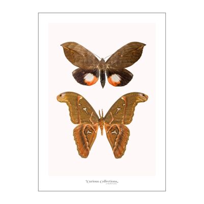 Poster Moths 04