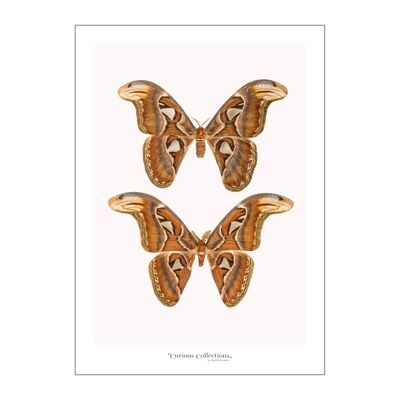 Poster Moths 05