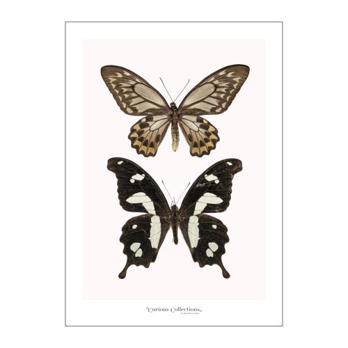 Poster Pair of Butterflies black
