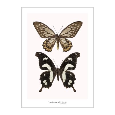 Poster Coppia di Farfalle nere