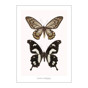 Poster Paire de papillons noir