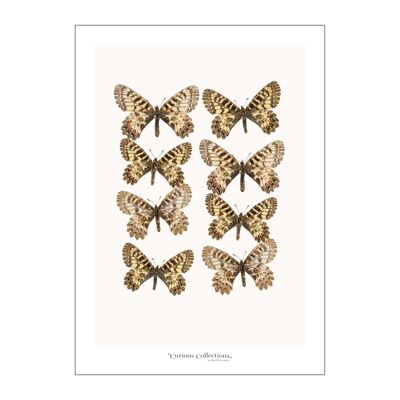Poster Collection Butterflies 03