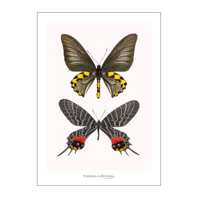 Poster Paar Schmetterlinge schwarz 02