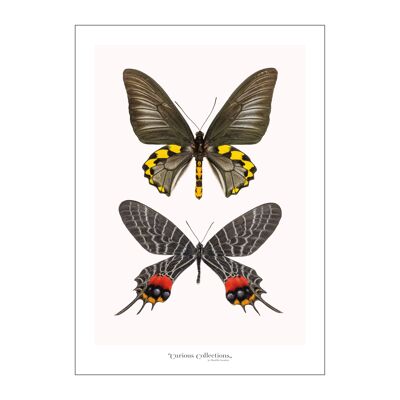 Póster Pareja de mariposas negro 02