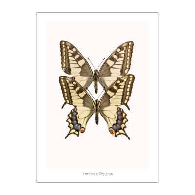 Poster Paire de crème de papillons