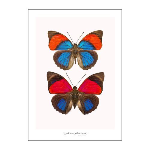 Poster Pair of Butterflies colorful